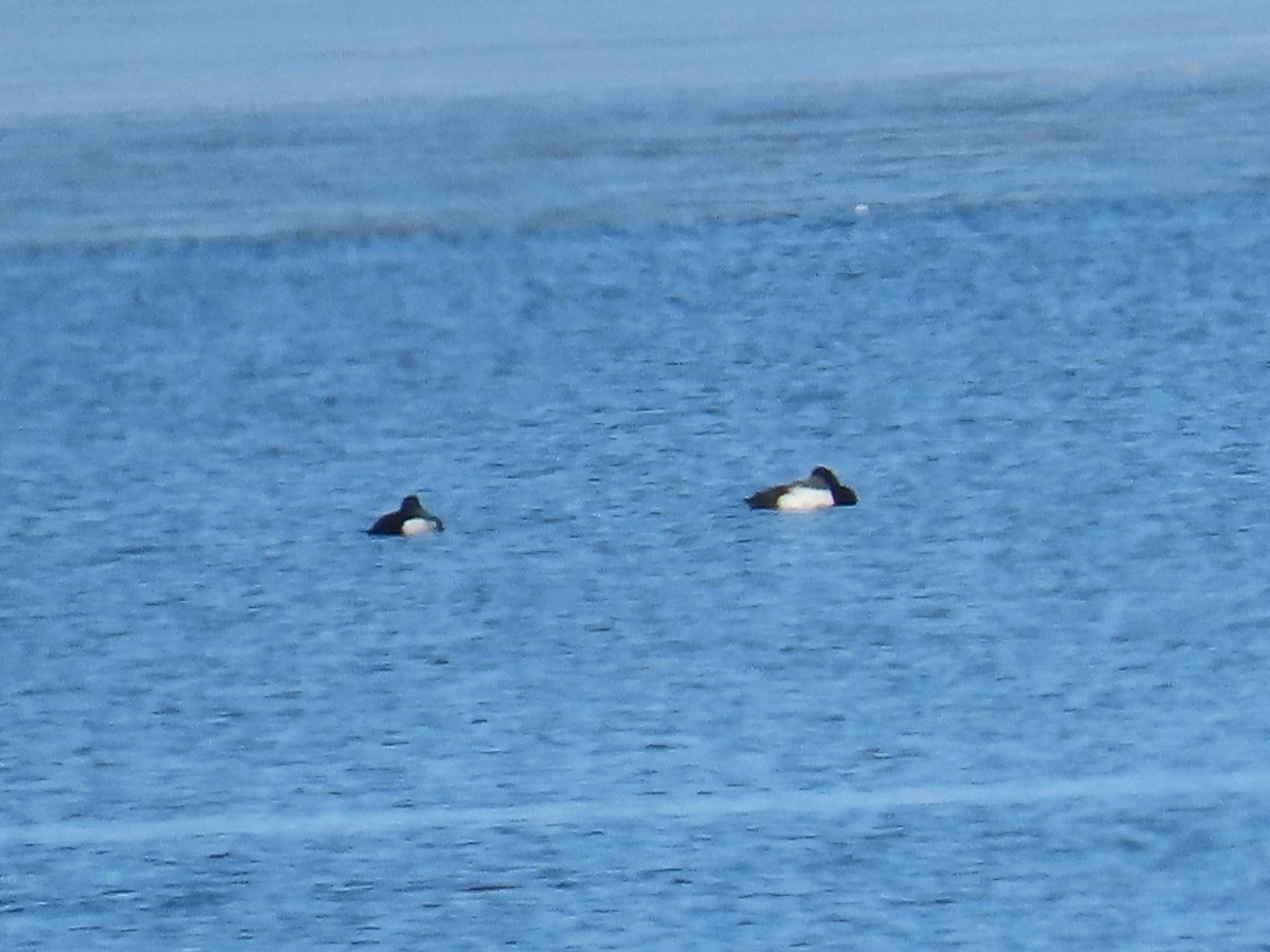 Greater Scaup - ML615886893