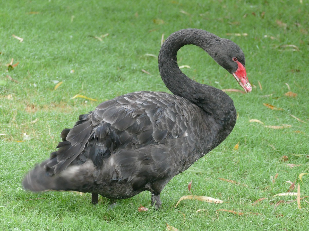 Black Swan - ML615886926
