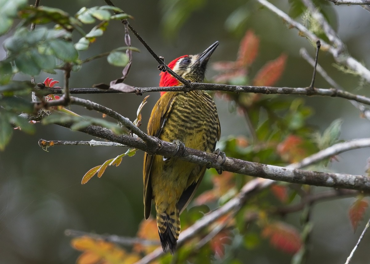 Yellow-vented Woodpecker - ML615886968