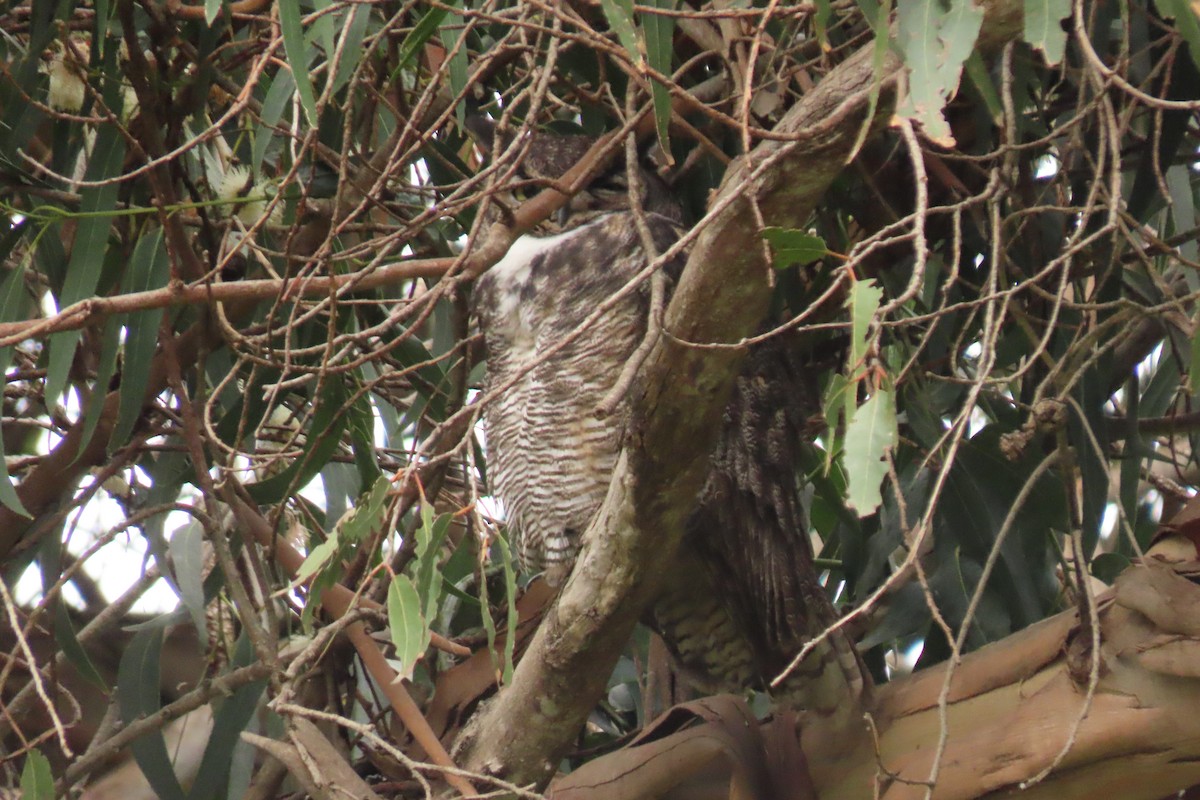Great Horned Owl - ML615887401