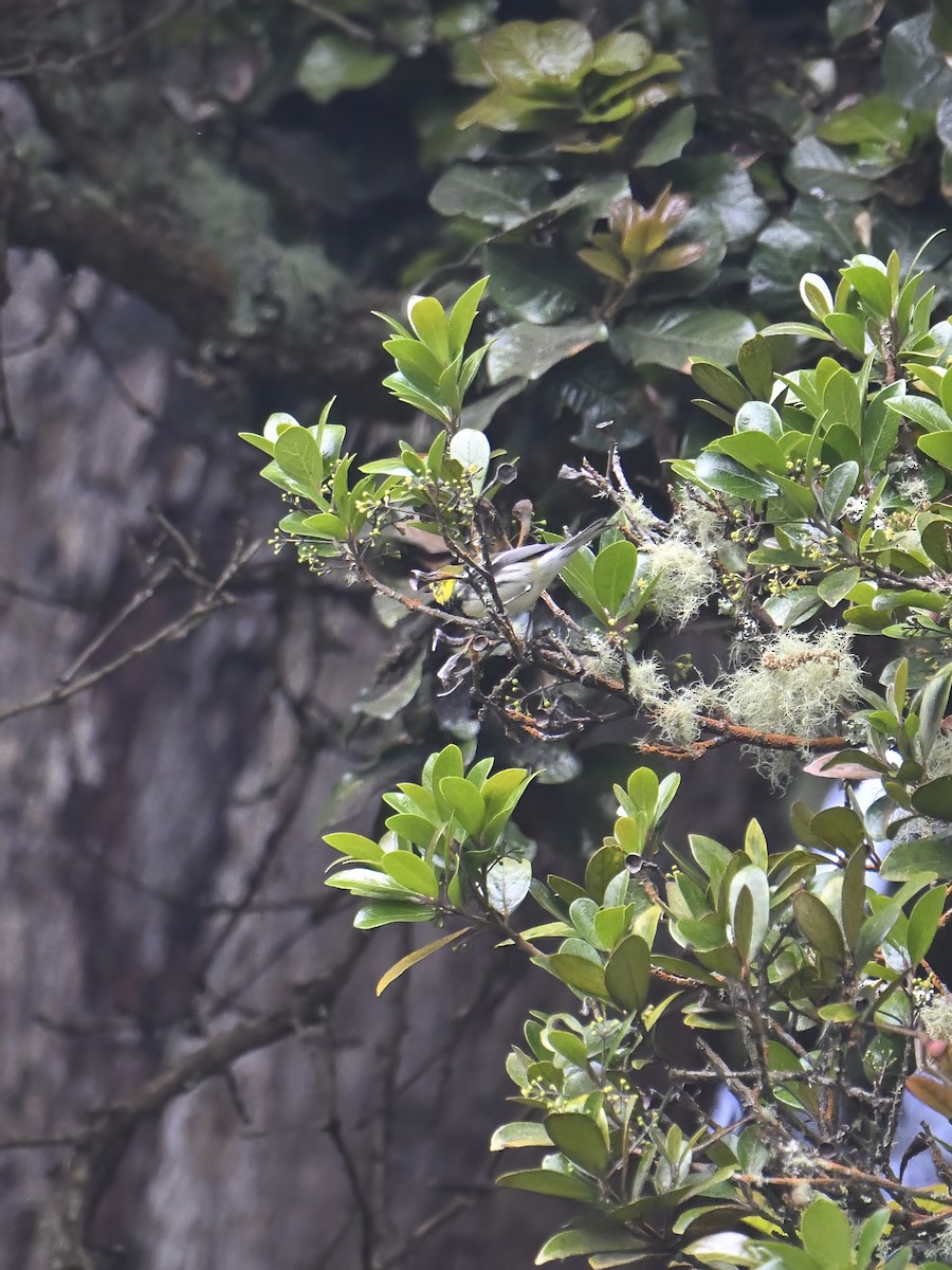 Black-throated Green Warbler - ML615887479