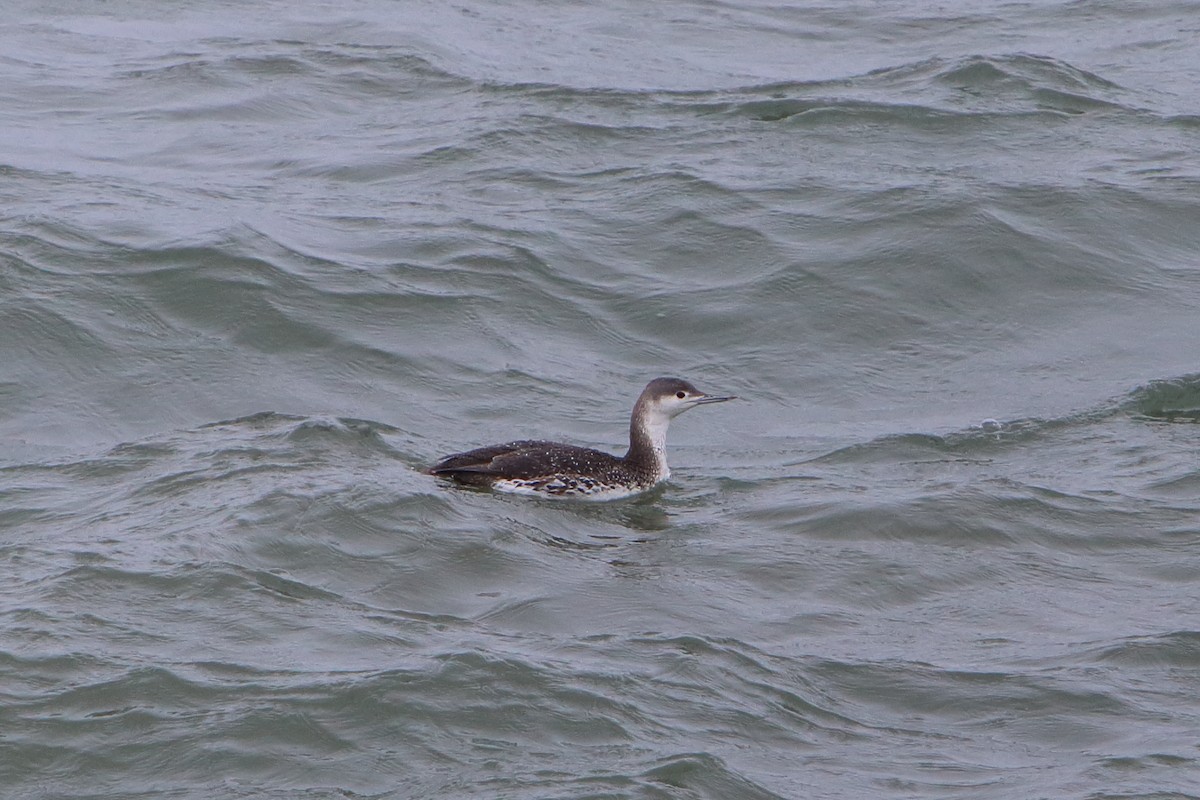 Red-throated Loon - ML615887509
