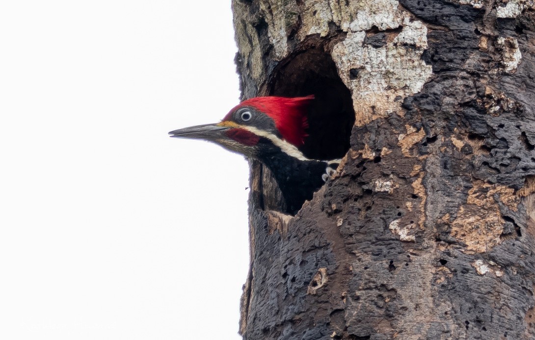 Lineated Woodpecker - Kathleen Howard