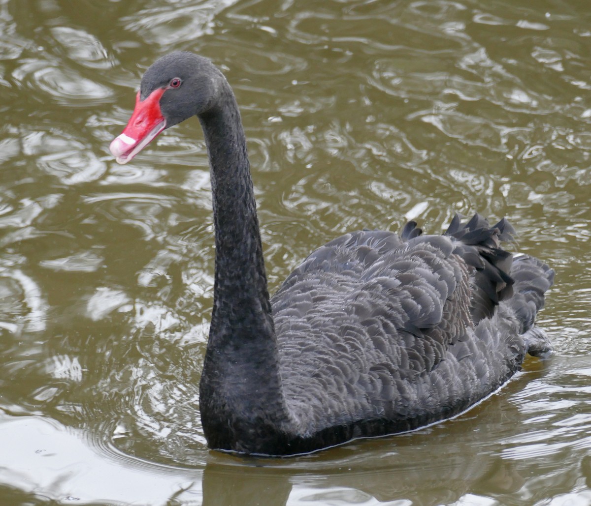 Black Swan - ML615887626