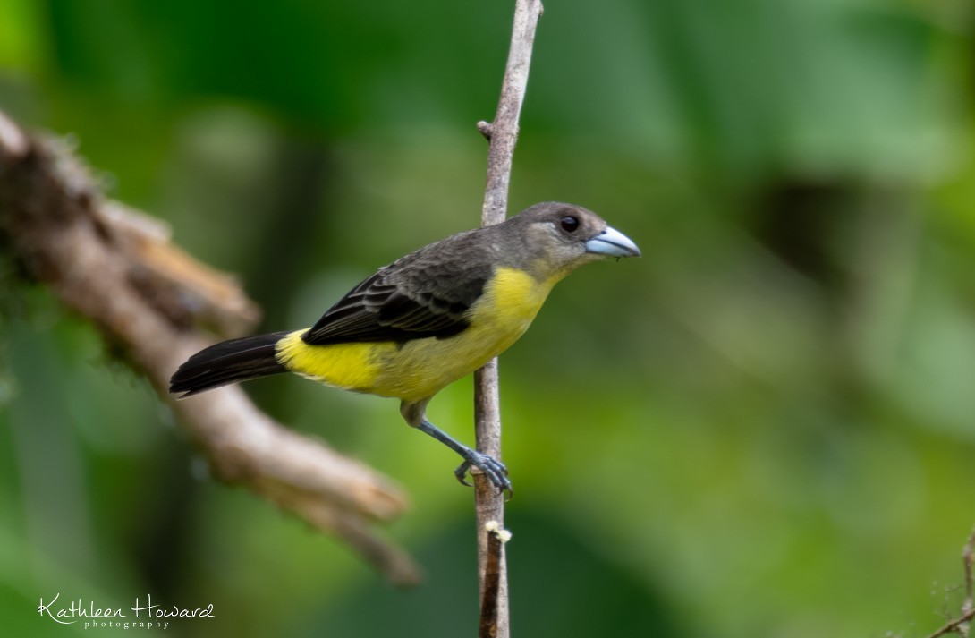 Flame-rumped Tanager (Lemon-rumped) - ML615887662