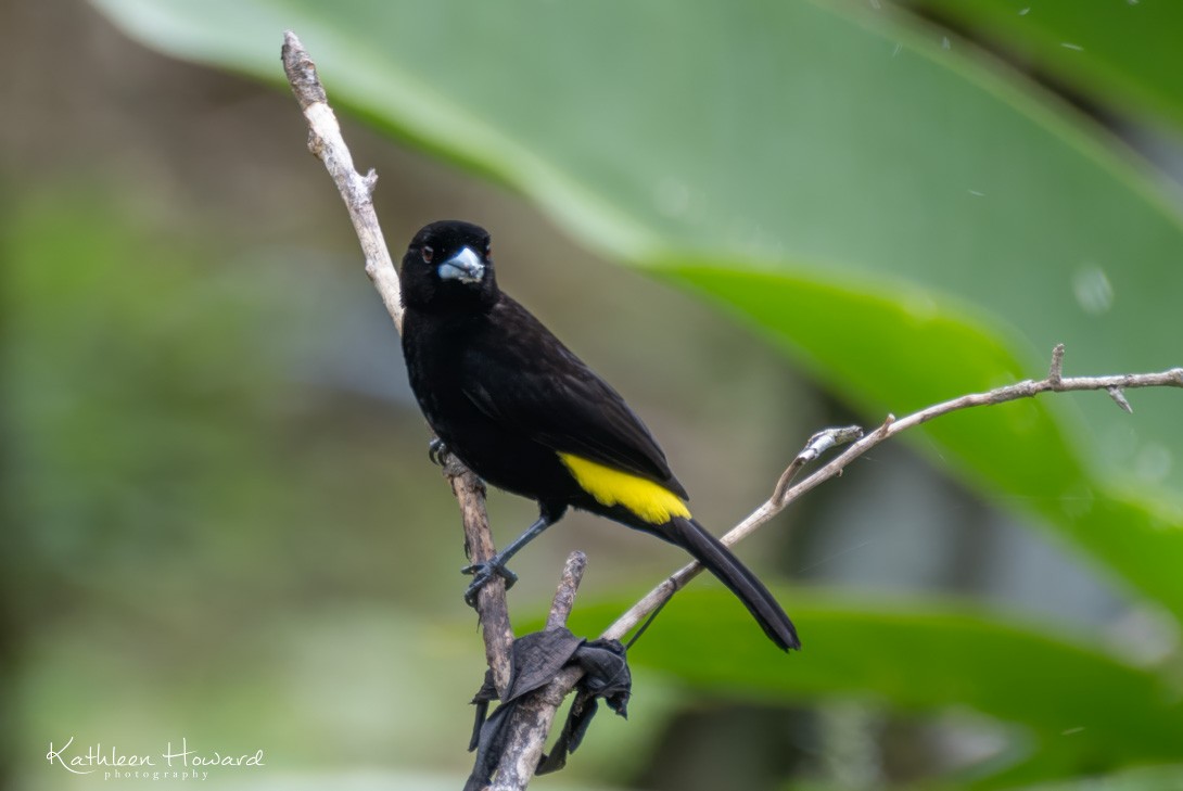 Flame-rumped Tanager (Lemon-rumped) - ML615887663