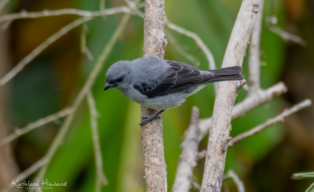 Plain-colored Tanager - ML615887717