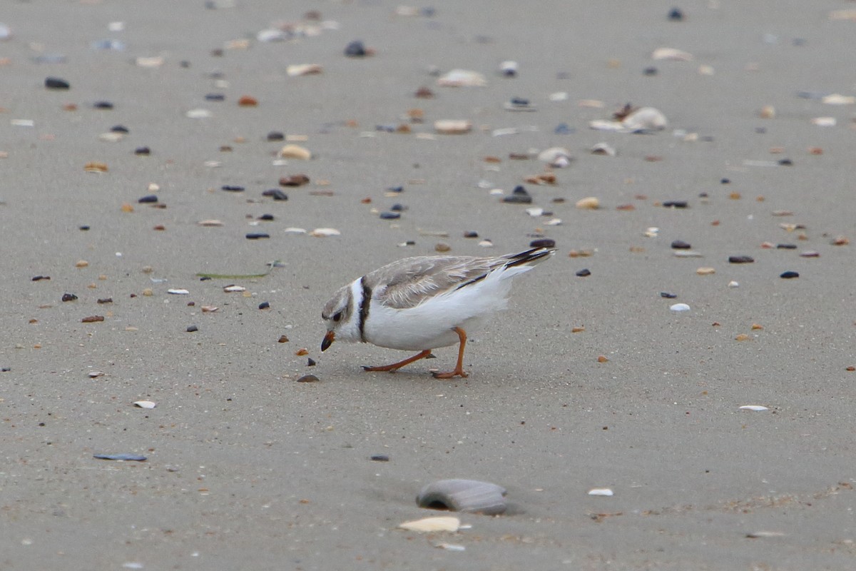 Piping Plover - ML615887719