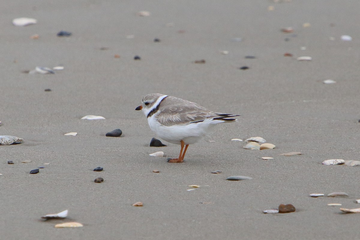 Piping Plover - ML615887720