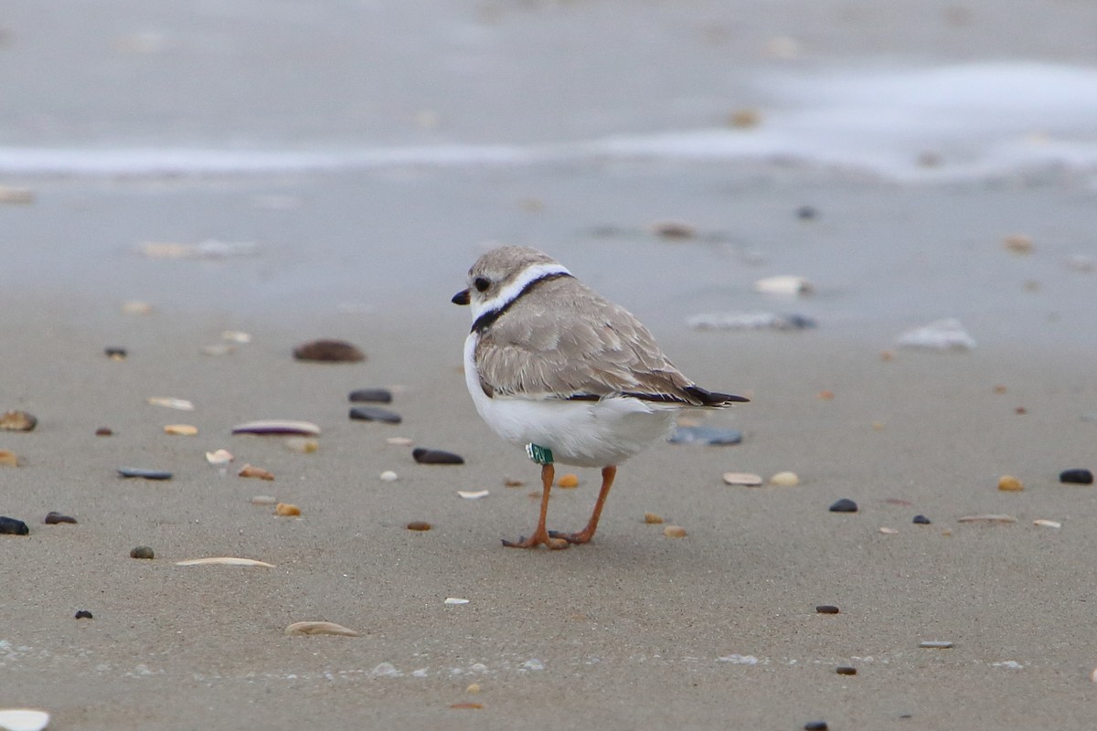 Piping Plover - ML615887721