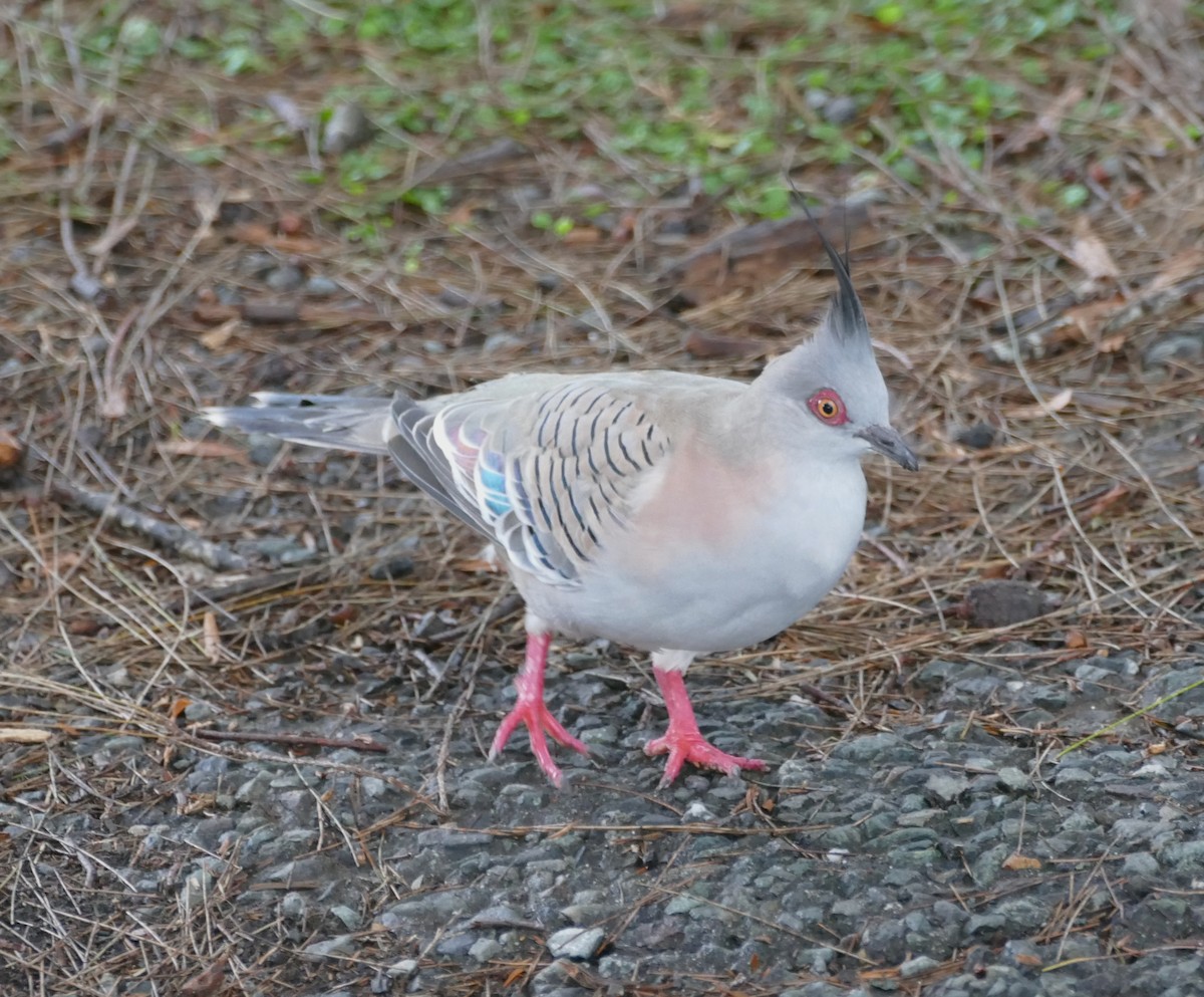 Crested Pigeon - ML615887746