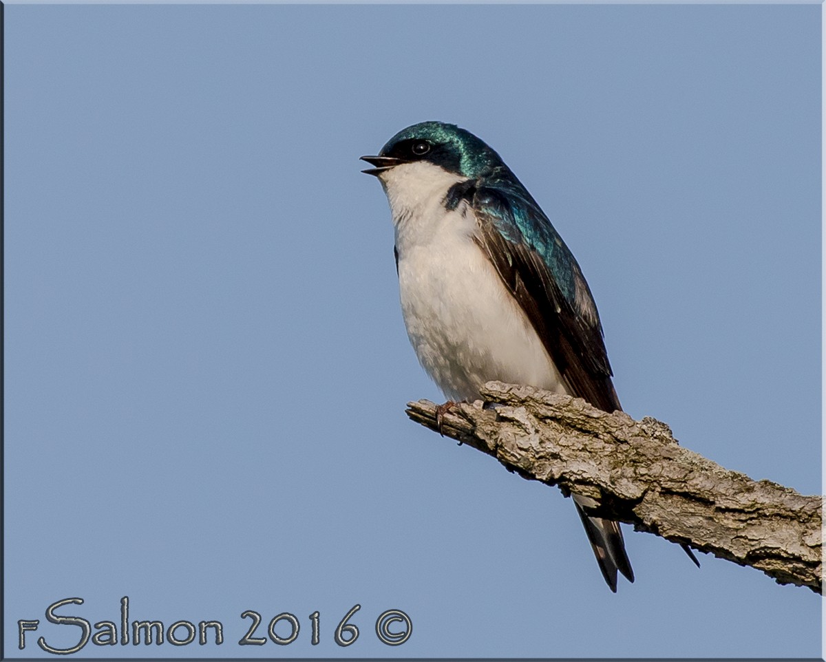 Tree Swallow - Frank Salmon