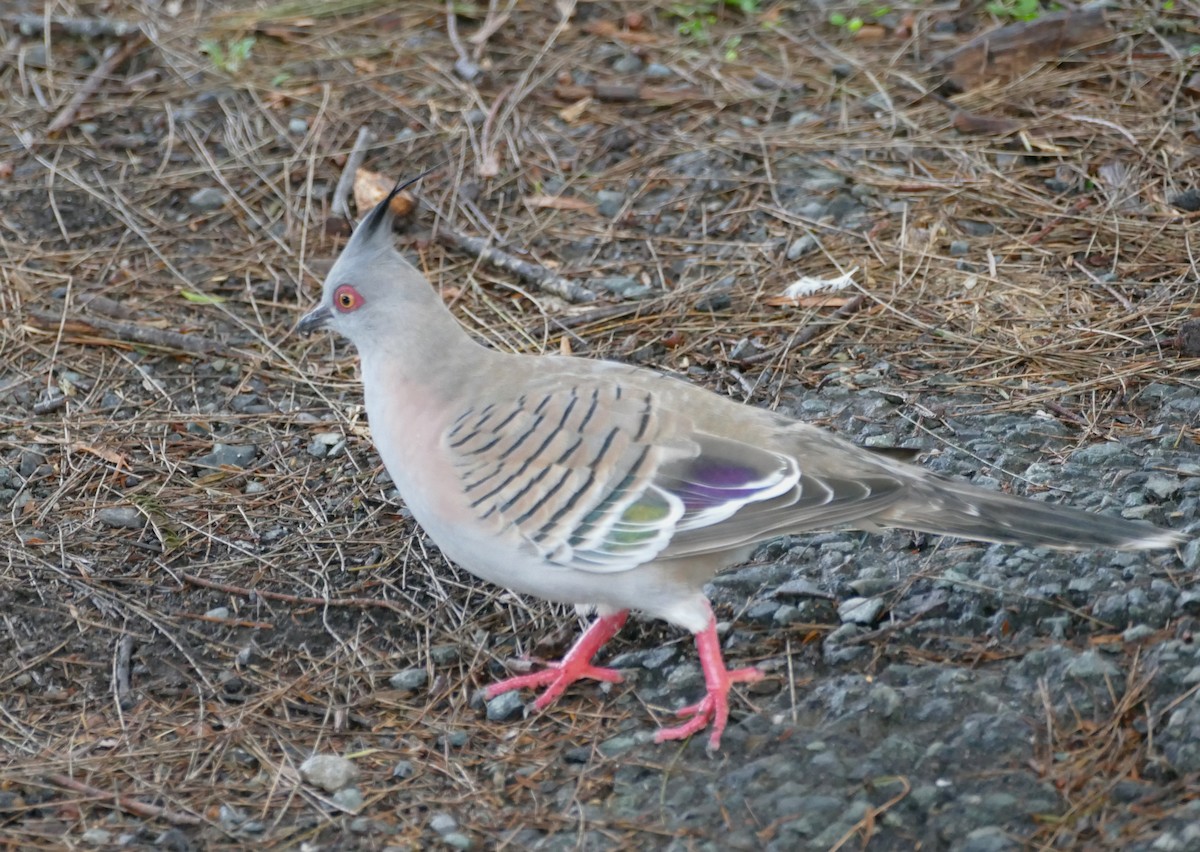 Crested Pigeon - ML615887910