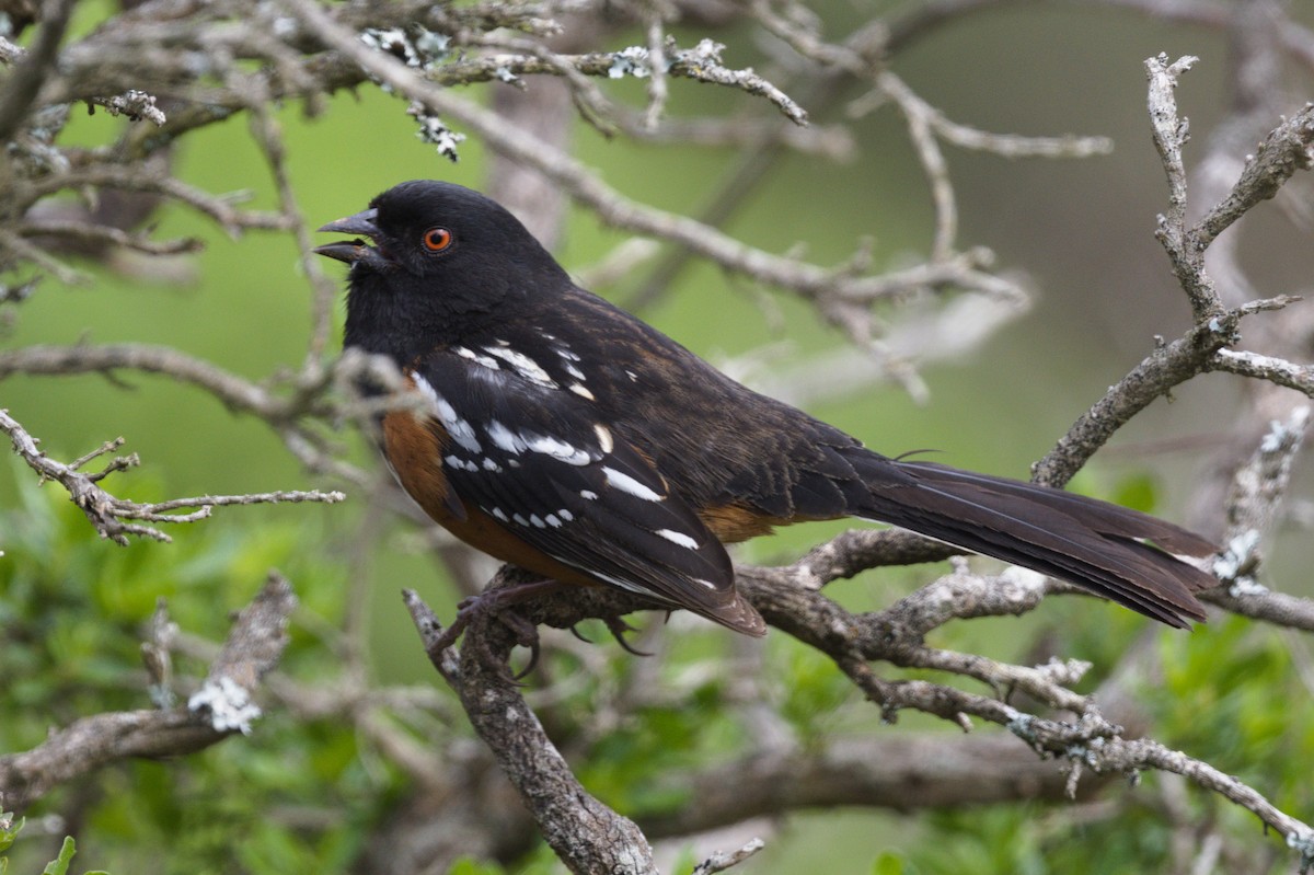 Spotted Towhee - ML615888072