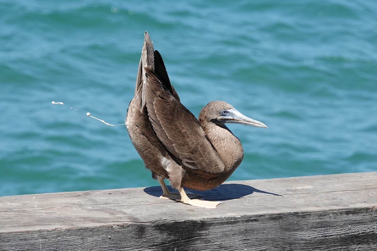 Brown Booby - ML615888081