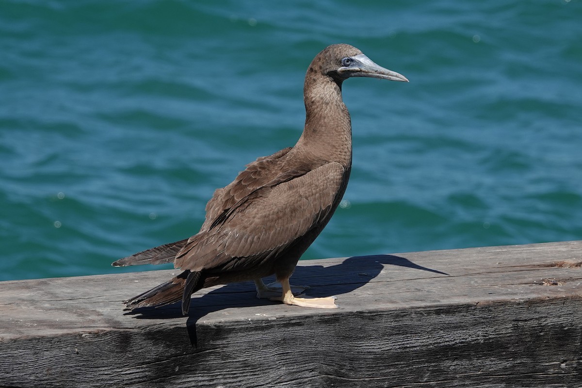Brown Booby - ML615888082