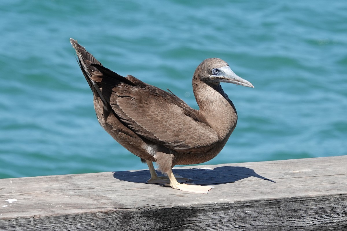 Brown Booby - ML615888083