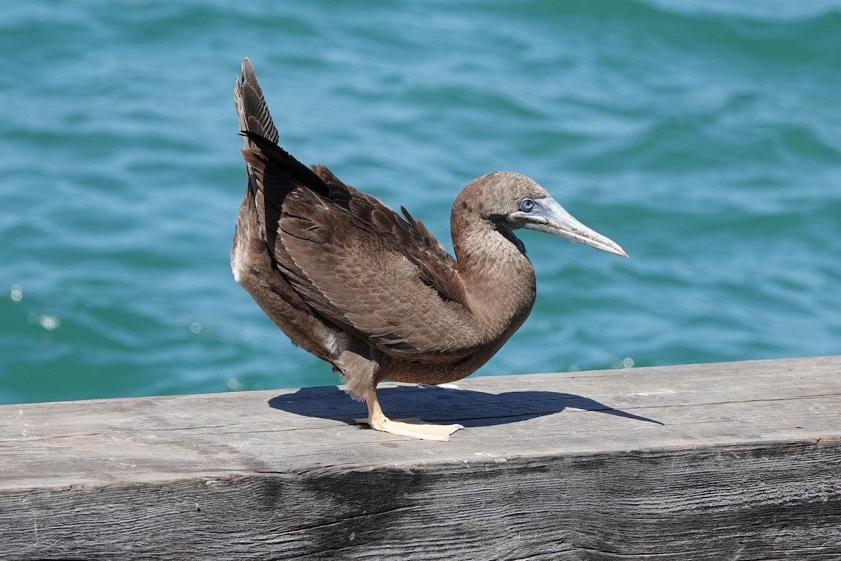 Brown Booby - ML615888084