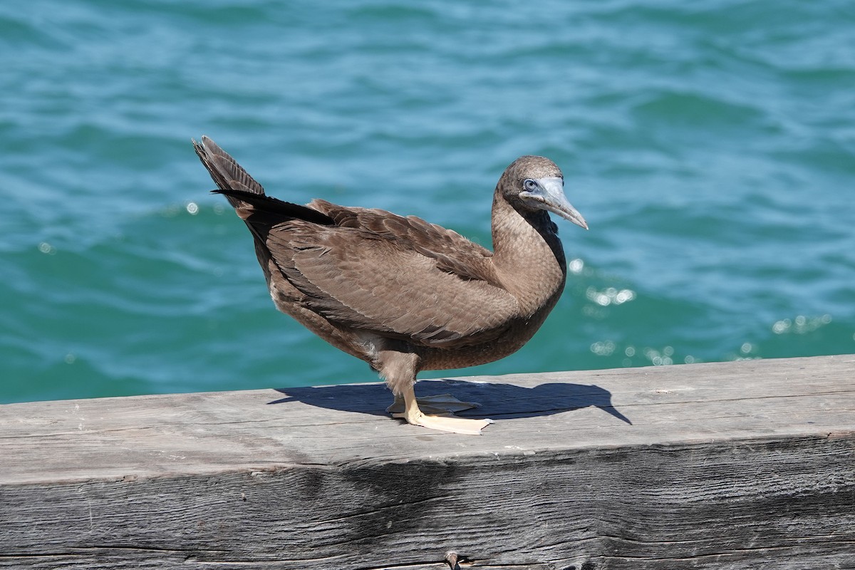 Brown Booby - ML615888085