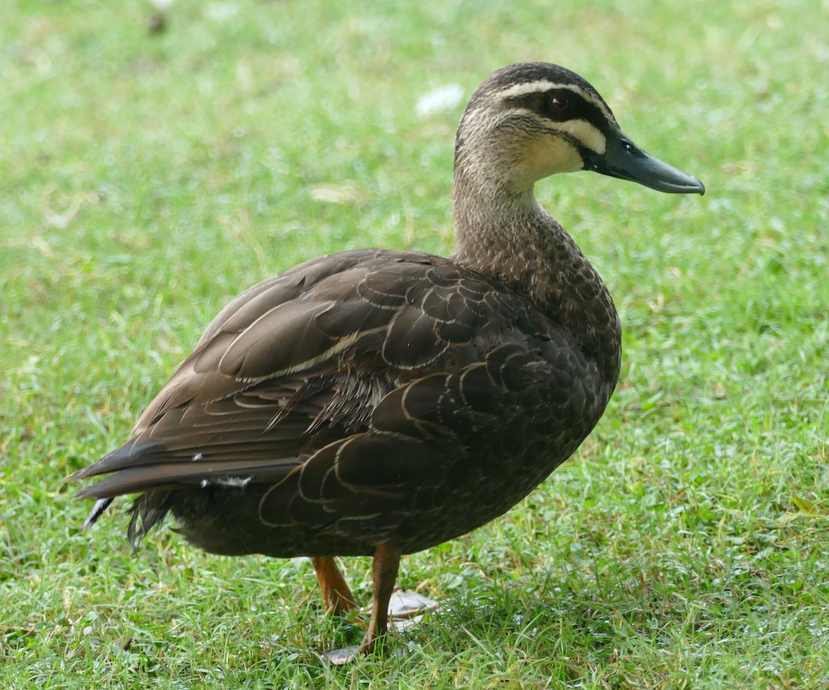 Pacific Black Duck - ML615888141