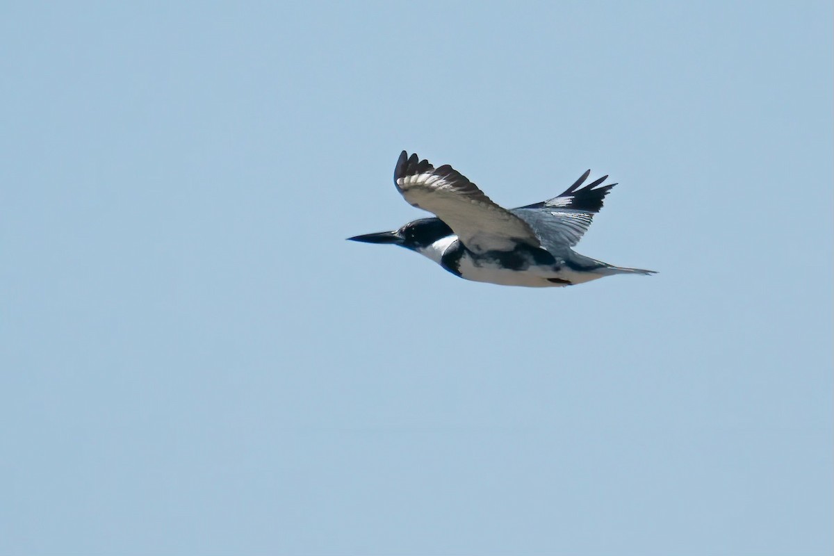 Belted Kingfisher - ML615888281