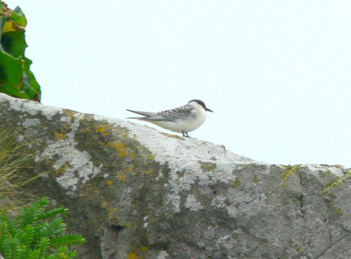 White-fronted Tern - Peter Lowe