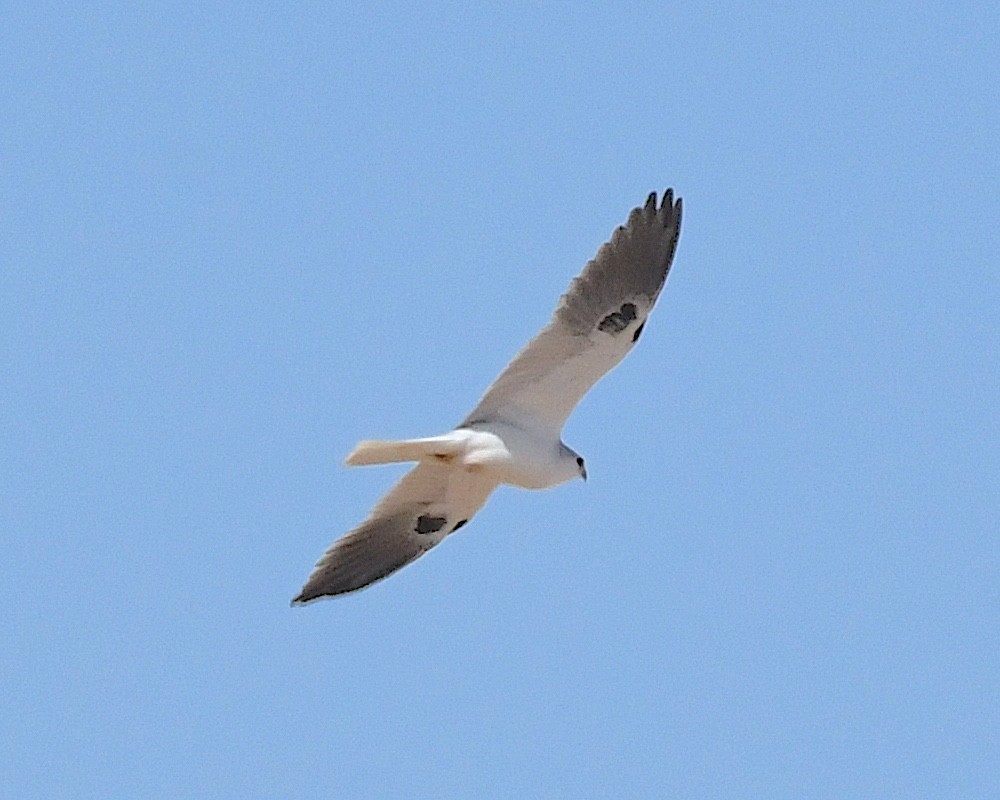 White-tailed Kite - ML615888440