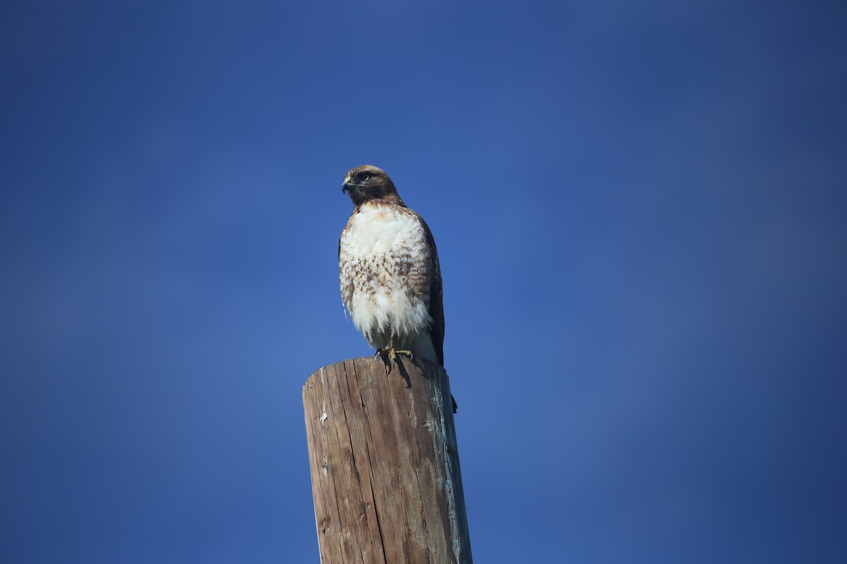 Red-tailed Hawk - ML615888456