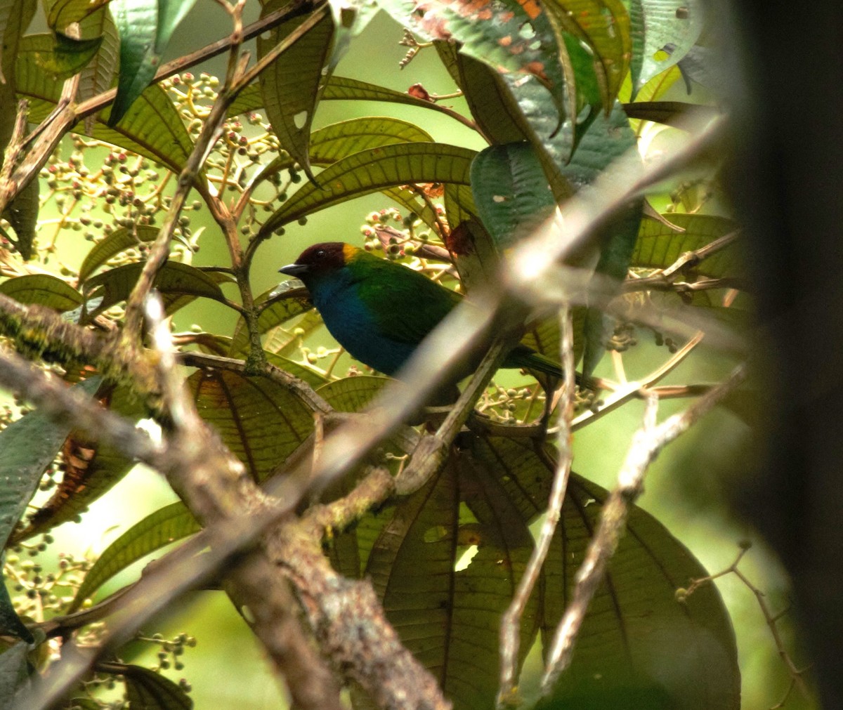 Bay-headed Tanager - ML615888508