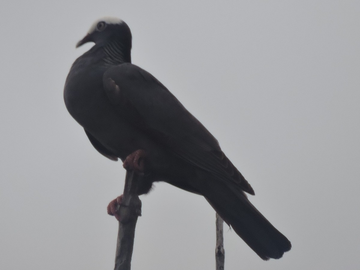 White-crowned Pigeon - ML615888602