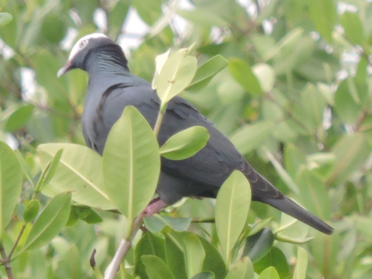 White-crowned Pigeon - ML615888603