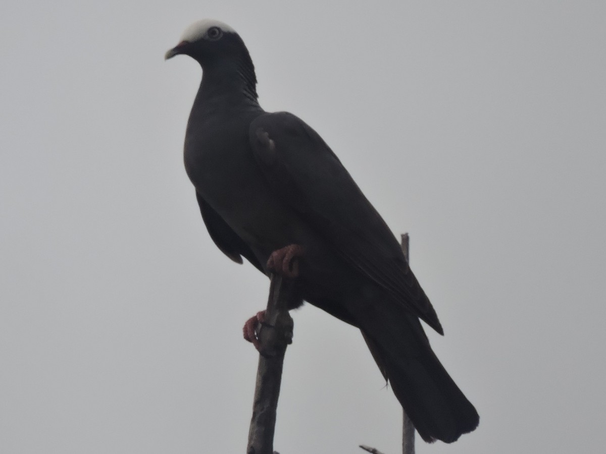 Pigeon à couronne blanche - ML615888604