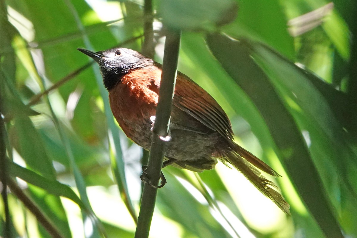 Rufous-breasted Spinetail - mc coburn