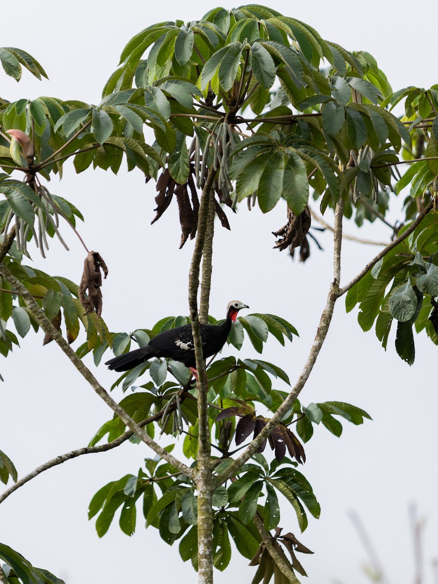 Red-throated Piping-Guan - ML615888747