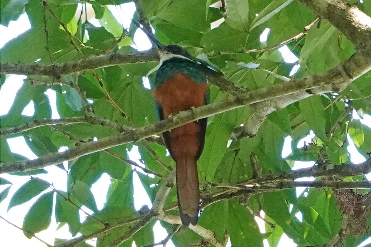 Rufous-tailed Jacamar - mc coburn