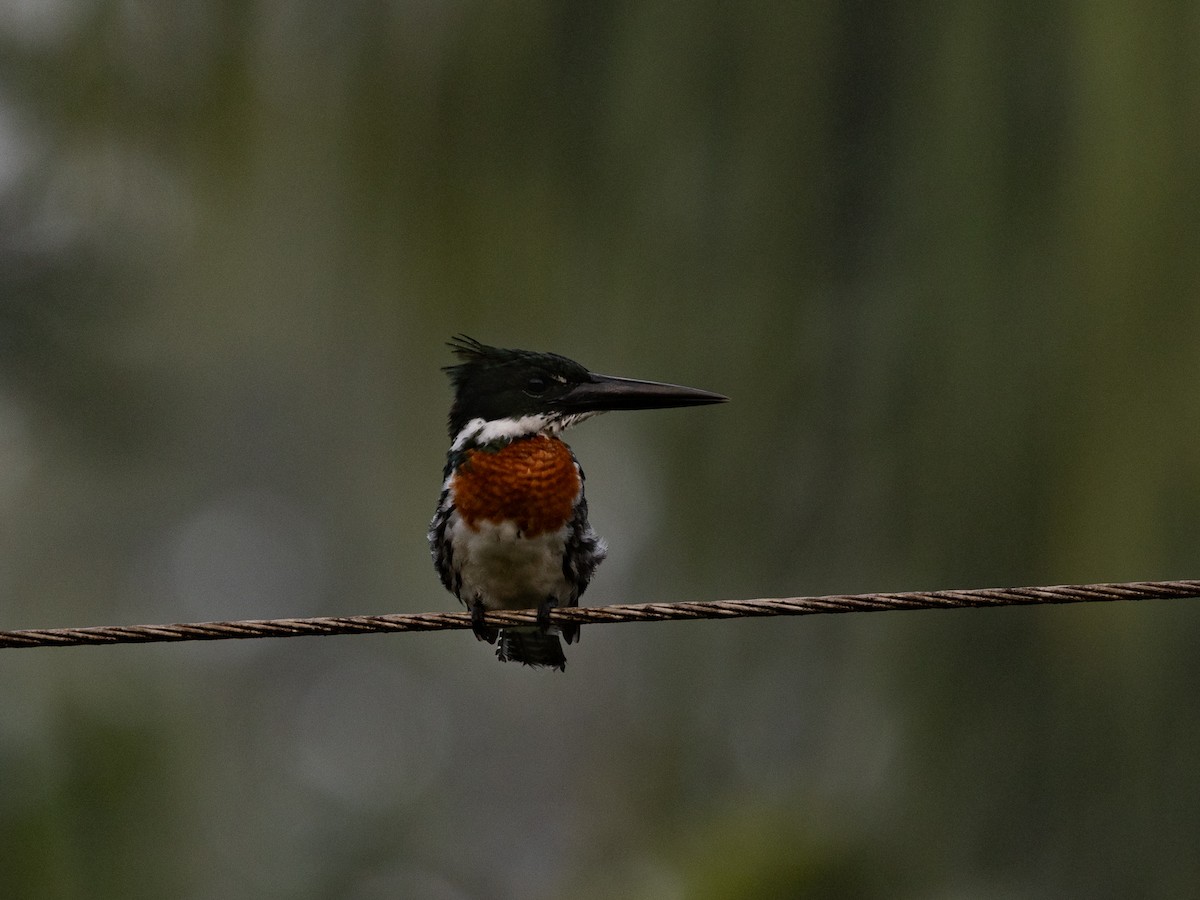 Amazon Kingfisher - Yuji Tateoka