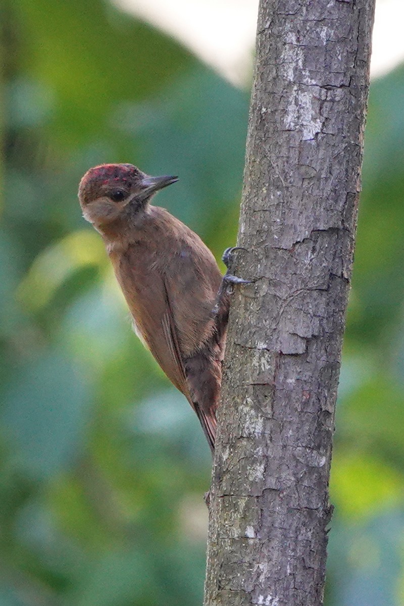 Smoky-brown Woodpecker - ML615888832