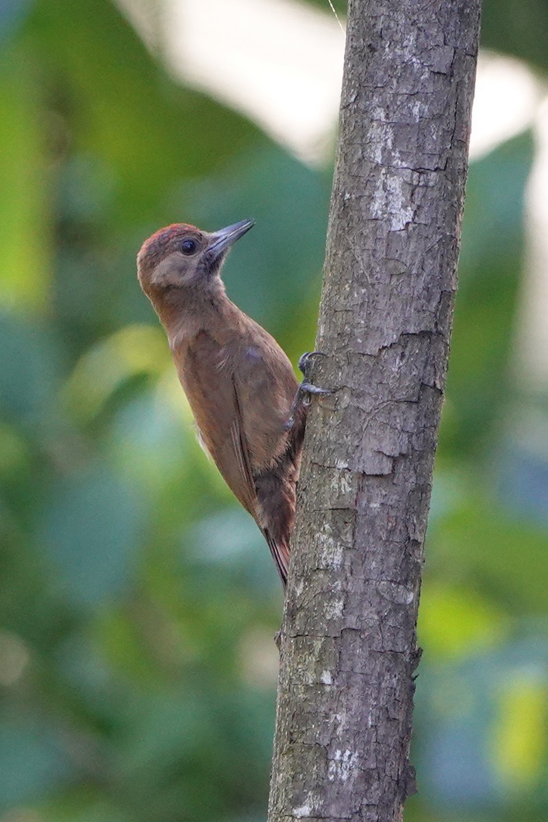 Smoky-brown Woodpecker - ML615888833