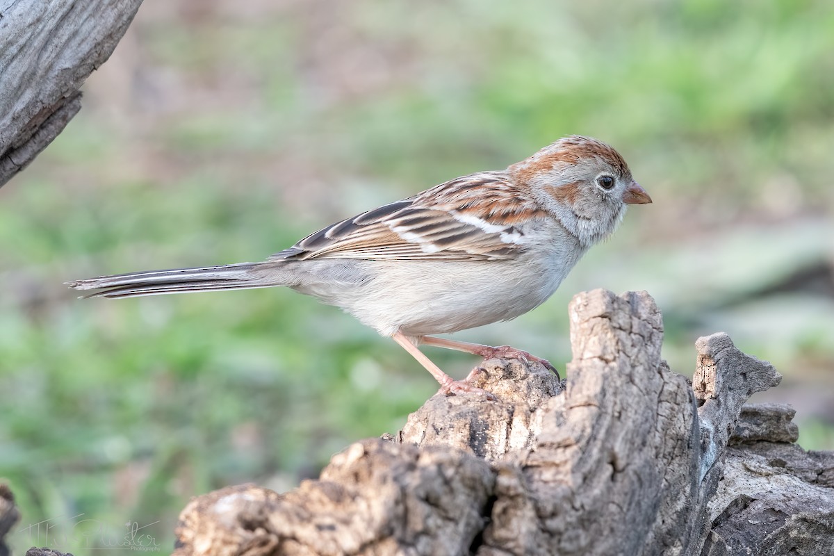 Field Sparrow - ML615888835