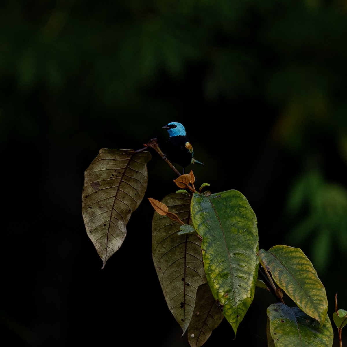 Blue-necked Tanager - ML615889012