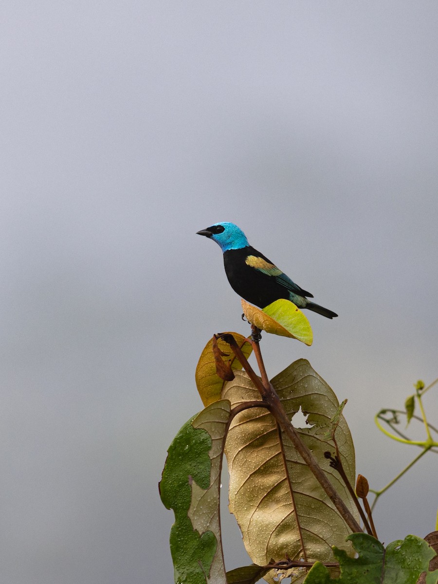 Blue-necked Tanager - ML615889013