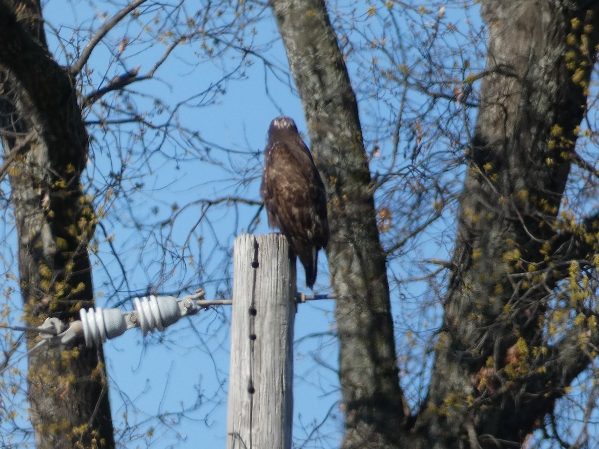 Red-tailed Hawk (Harlan's) - ML615889229