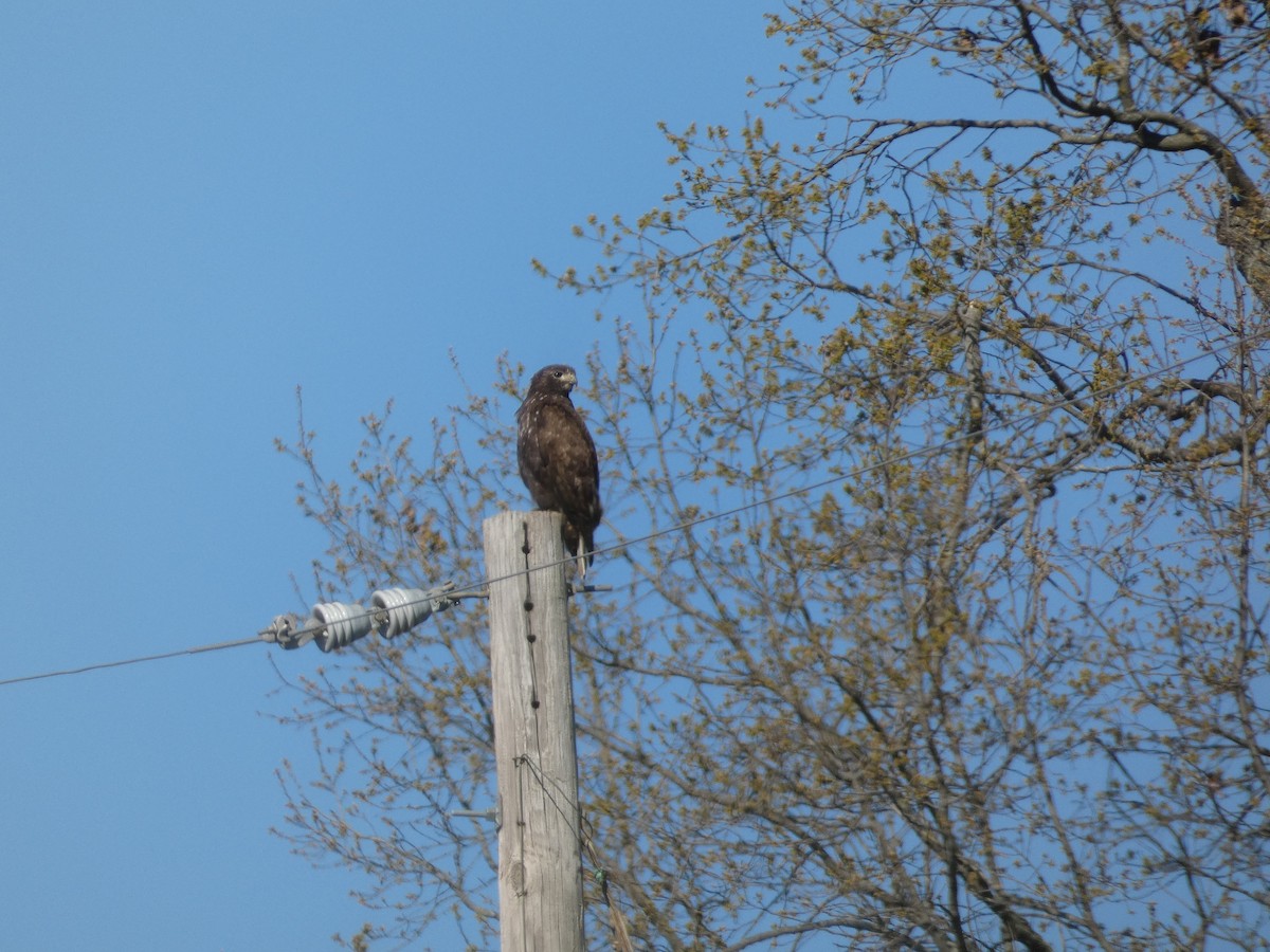 Red-tailed Hawk (Harlan's) - ML615889231