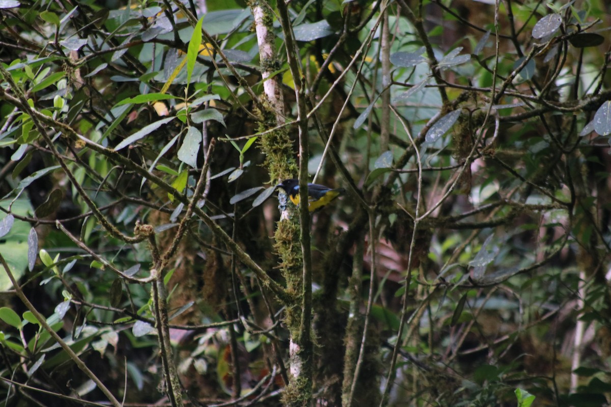 Black-and-gold Tanager - ML615889278