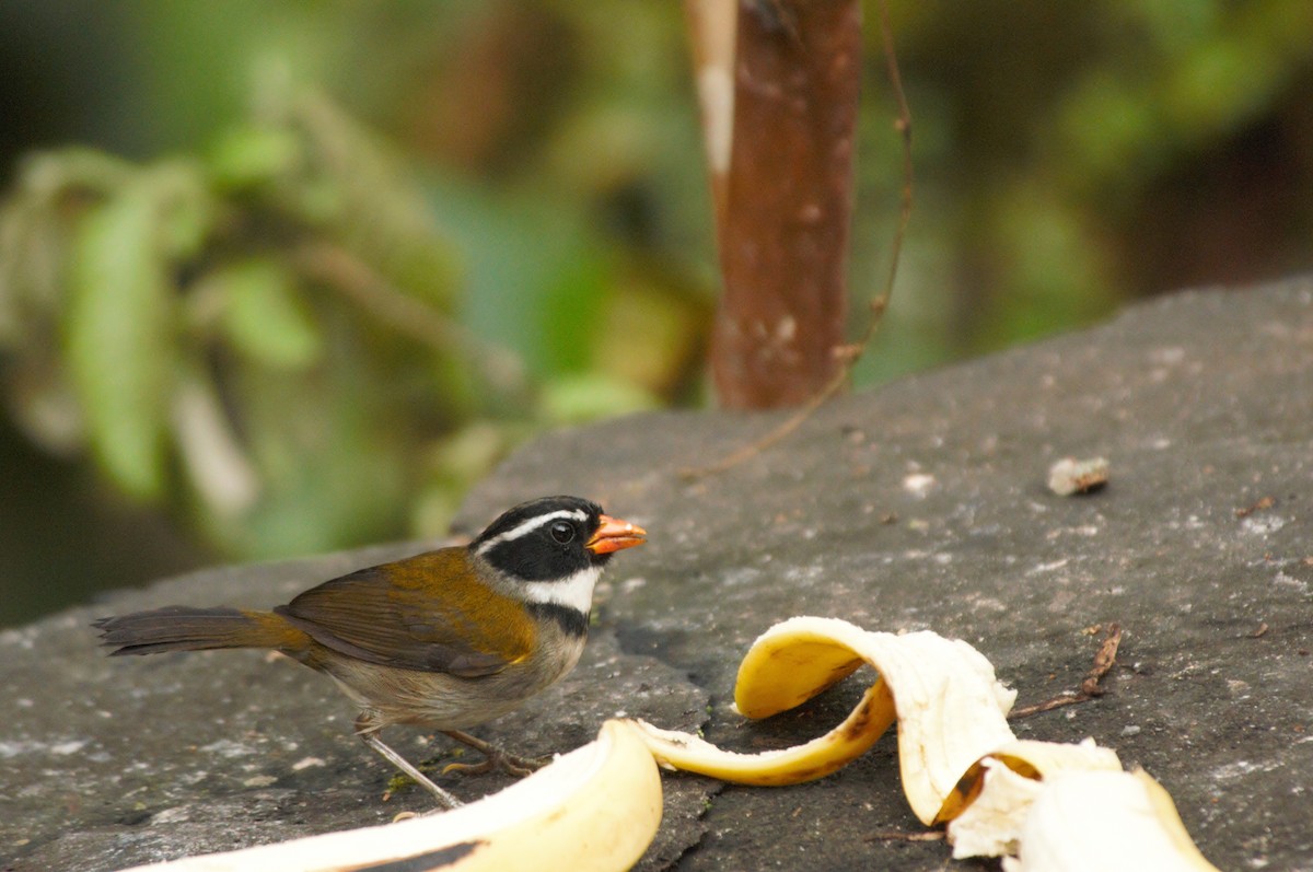 Orange-billed Sparrow - Doug Faulkner