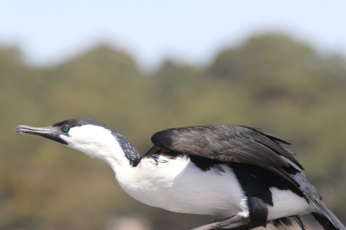 Black-faced Cormorant - ML615889324