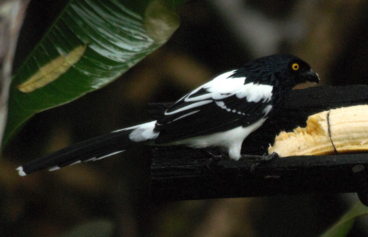 Magpie Tanager - ML615889336