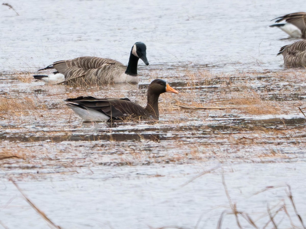 Greater White-fronted Goose - ML615889340
