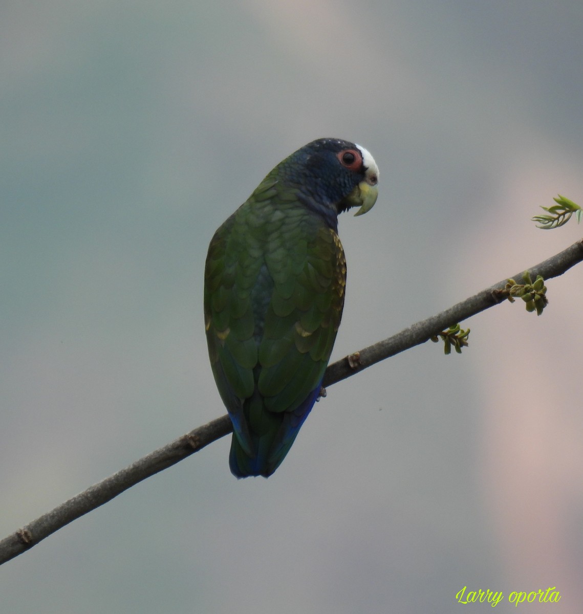 White-crowned Parrot - ML615889353