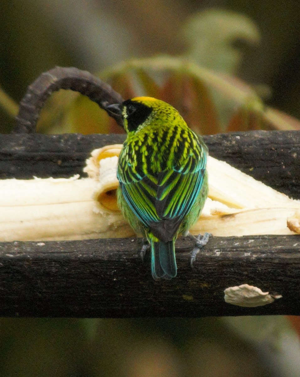 Green-and-gold Tanager - ML615889362